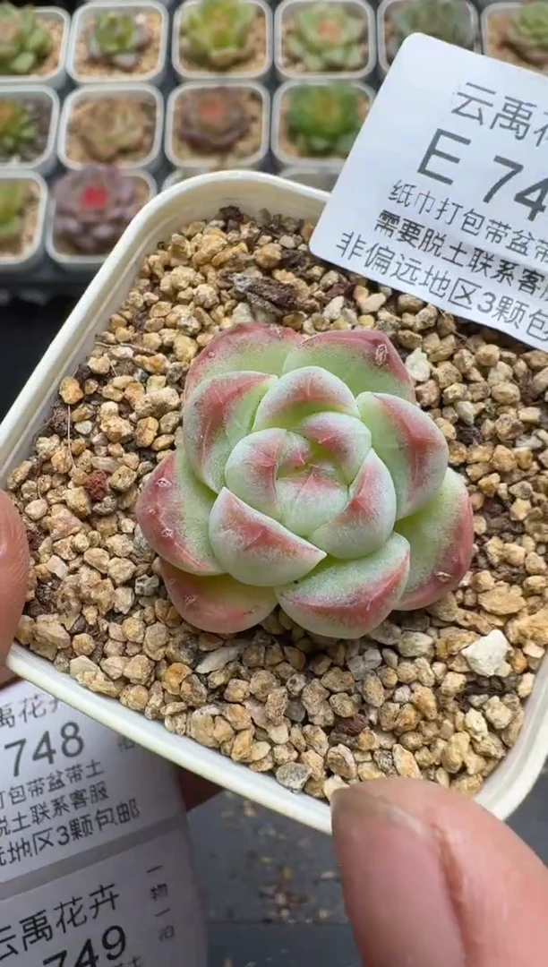 747E云禹多肉植物 带盆土纸巾打包 3颗包邮