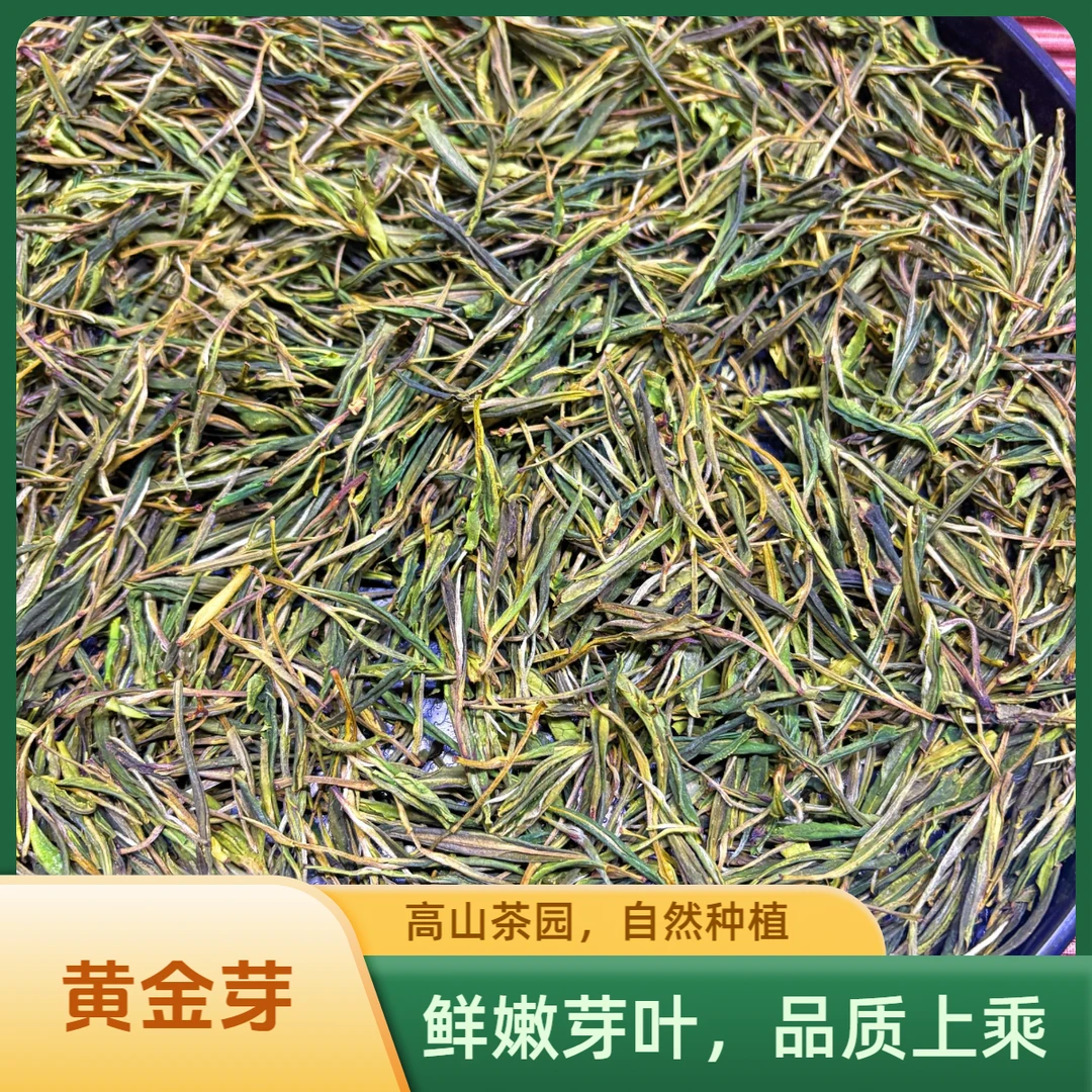 黄金芽 浙江产区新茶黄金芽豆香浓香耐泡L1