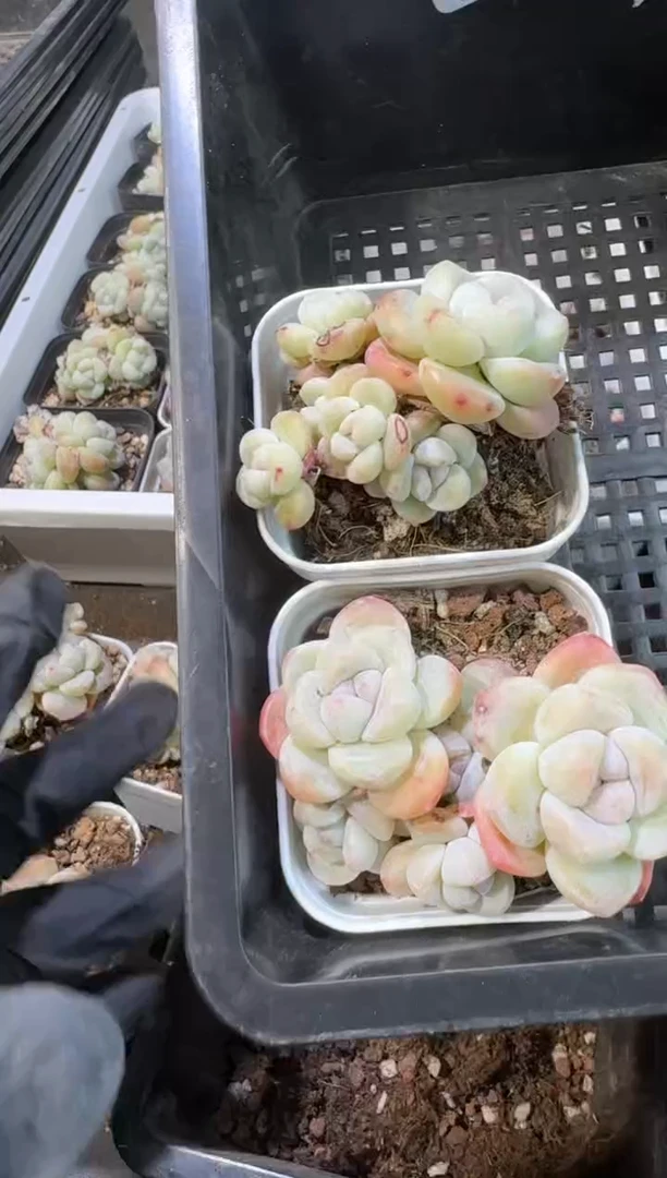 【闪购商品】62号到手1框--江北一物一拍