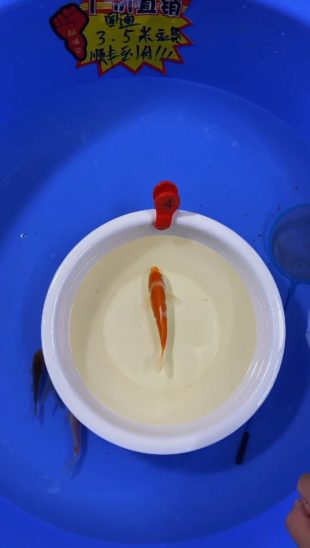 锦鲤活体二号链接
