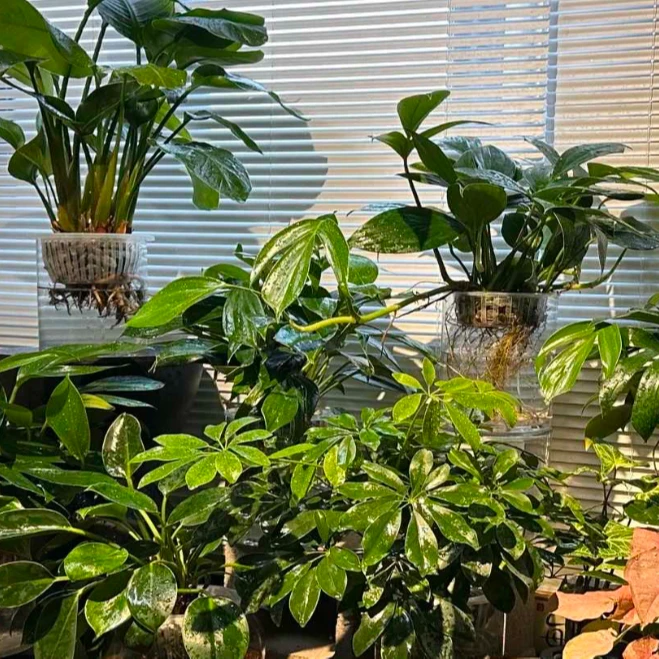 20-100内直播间（一物一迫专用链接）植物盆景绿植