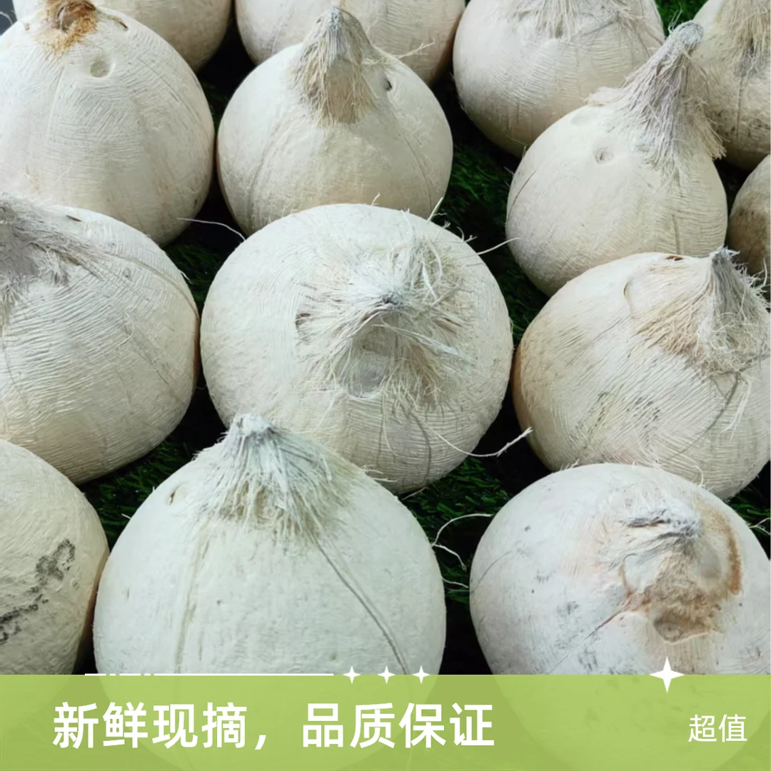 【飛鹰甄选】黑框椰子一个5元1公斤椰青