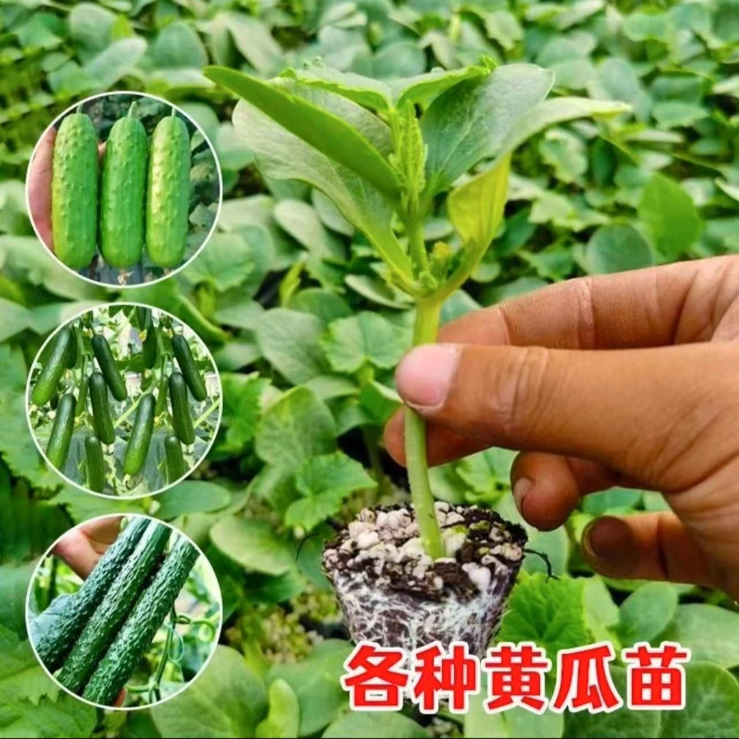 优质高产水果黄瓜苗大黄瓜易活好生长庭院阳台种植