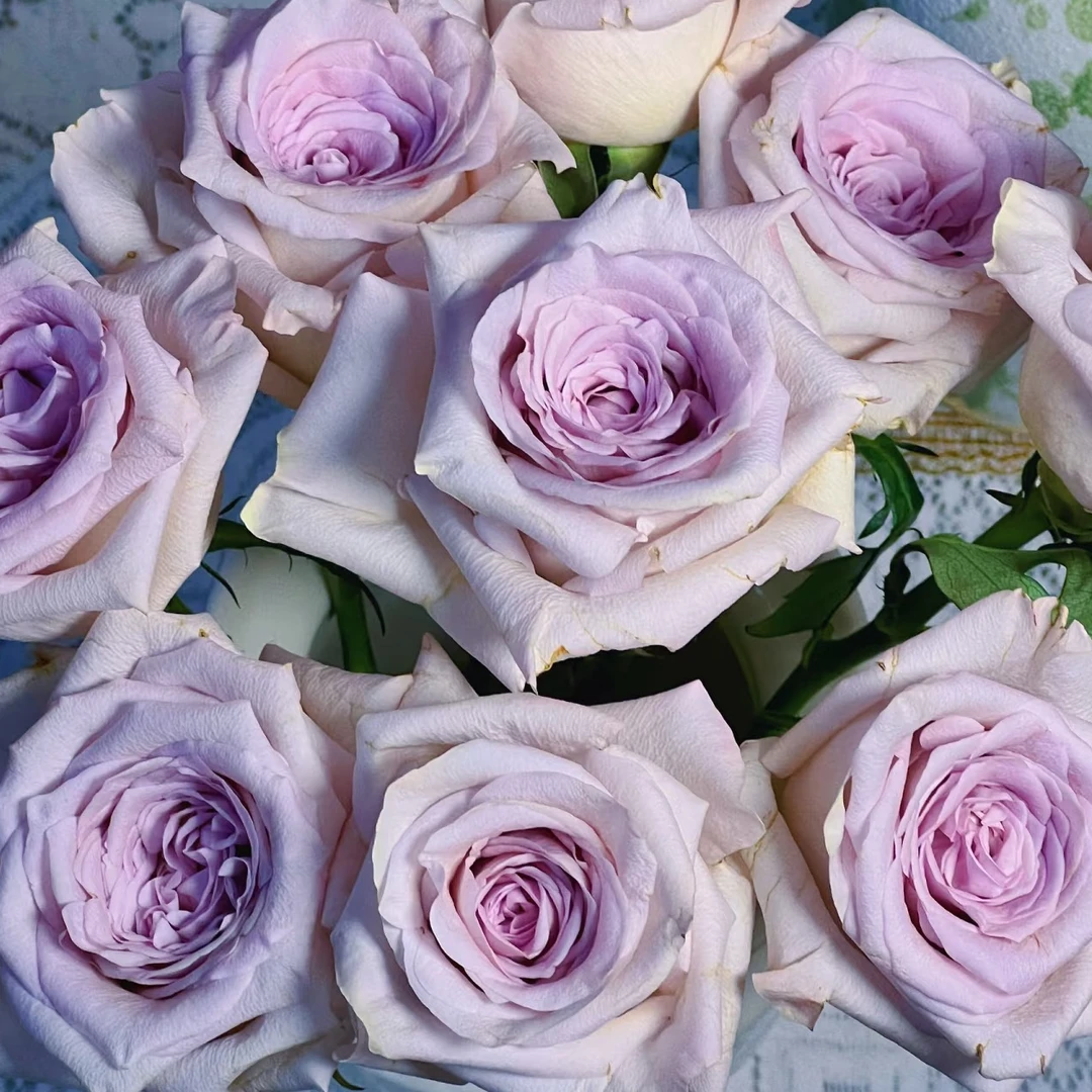 A级单玫：卓文君玫瑰1扎/10枝约70cm（1单不售后，2单顺丰冷链包邮）