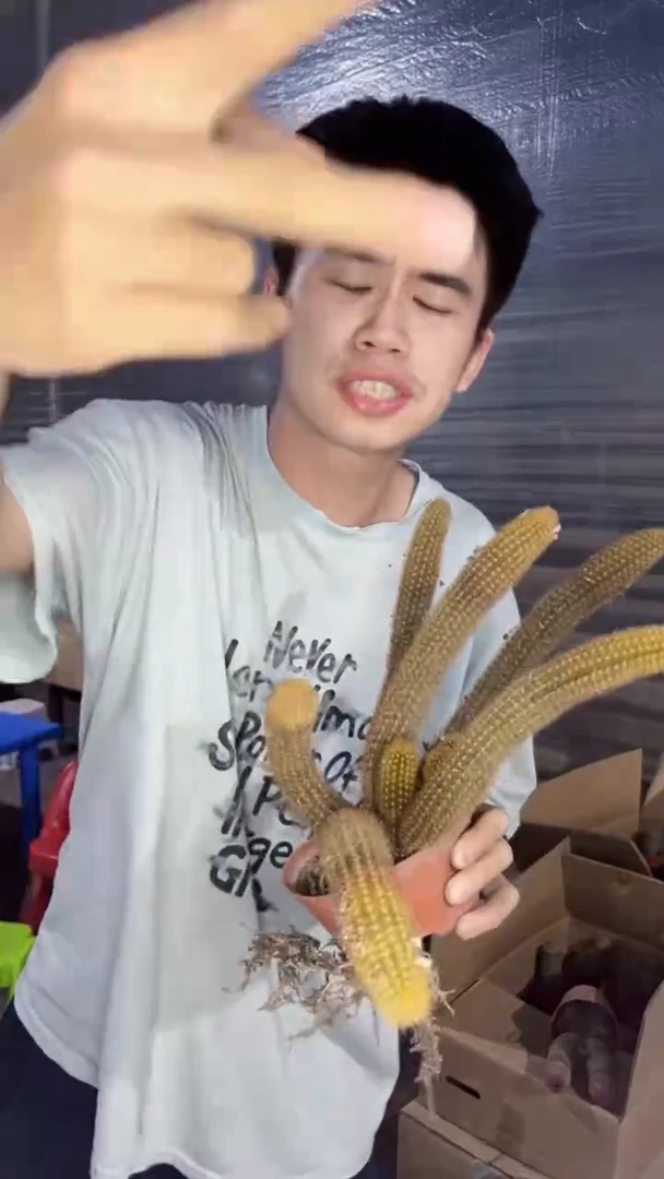 多头 紫水晶 金妞【带根】