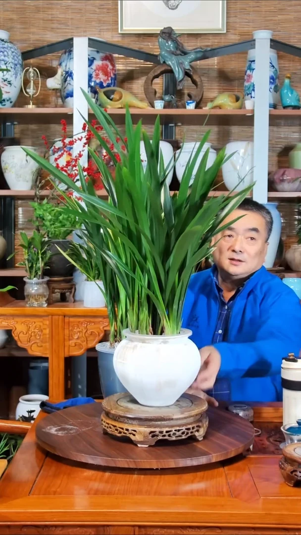 无花朵海**川水之韵水培墨兰