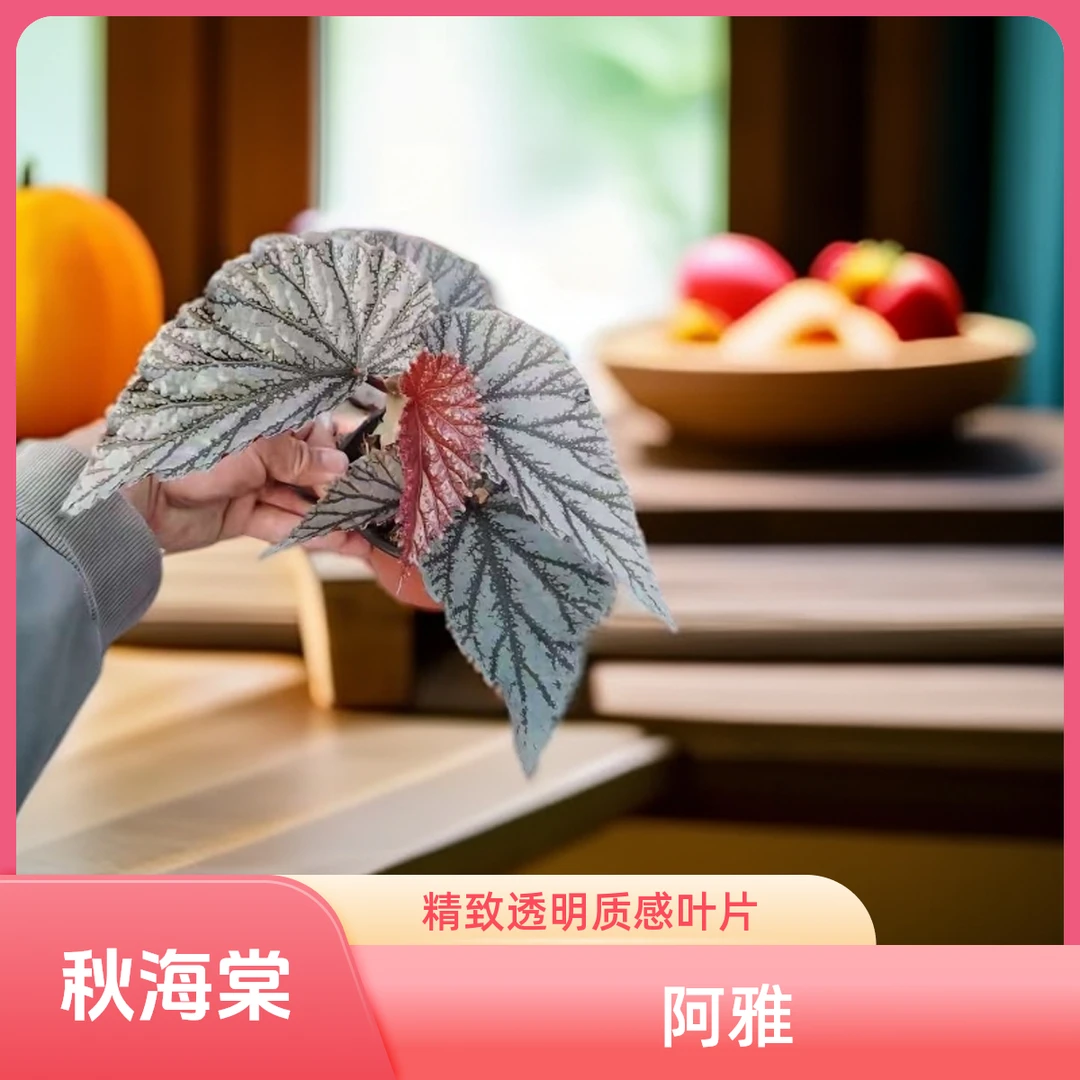 阿雅 秋海棠 一颗包邮无售后 完美主义者勿拍