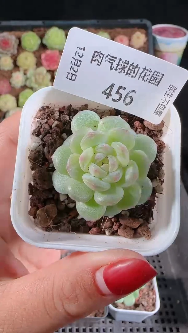 1202-456清浅多肉群生不包整