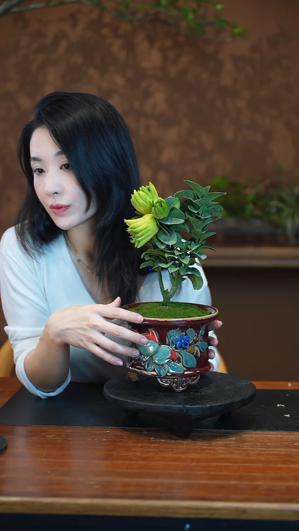 全部花朵佛手盆景盆景盆景