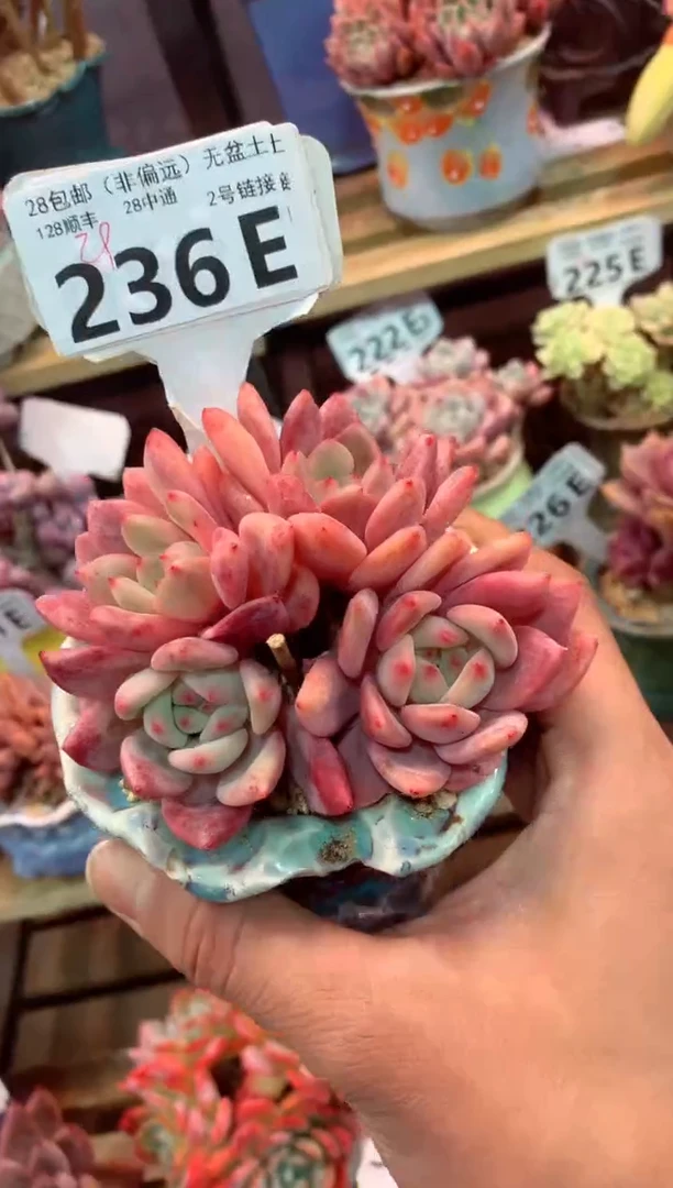 236E（一物一拍，精品多肉，w所见即所得