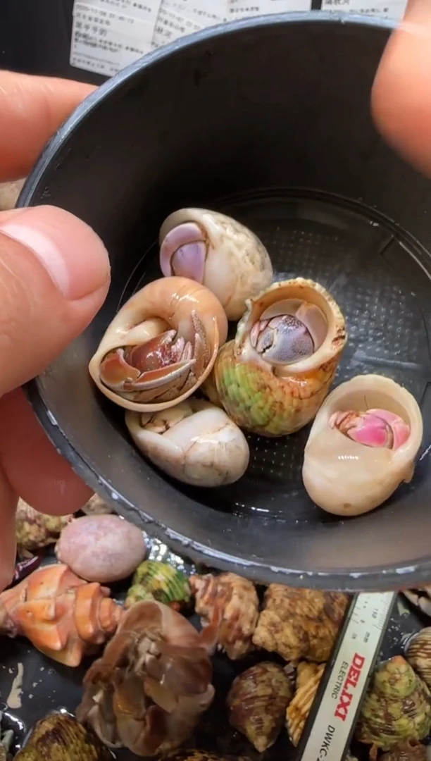 五只寄居蟹包活到手两只