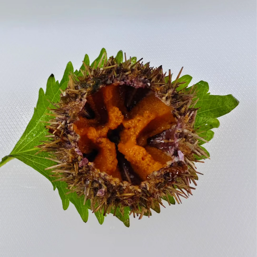 马粪海胆（50g-100g）