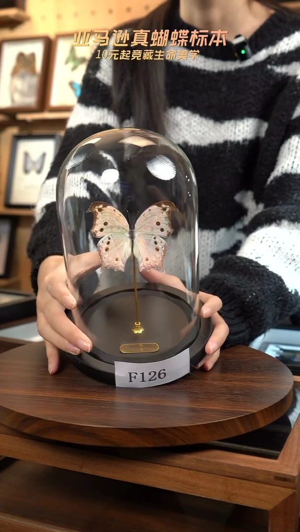 蝴蝶标本摆件竞拍f126
