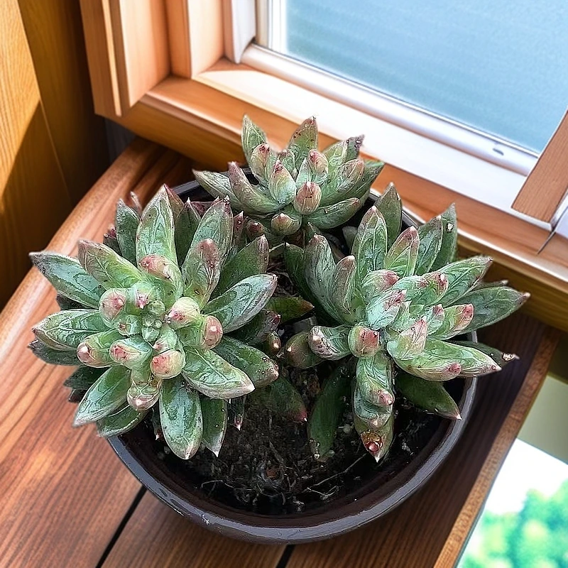 (炫彩星)  星花怒放猴哥 多肉阳台植物