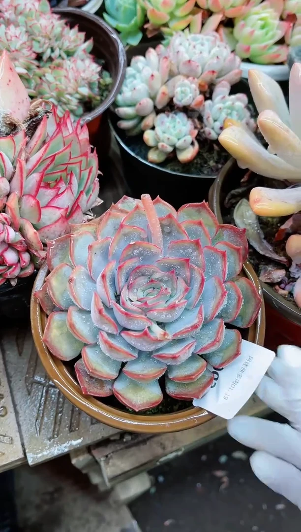 【闪购商品】19002多肉