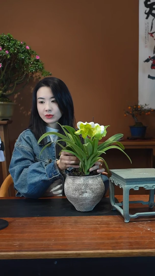 全部花朵兜兰盆景盆景盆景