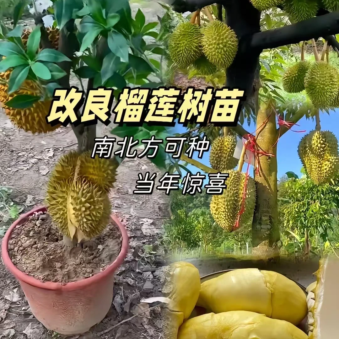 改良新品种金枕榴莲树苗盆栽地栽阳台庭院南北方耐寒当年结果