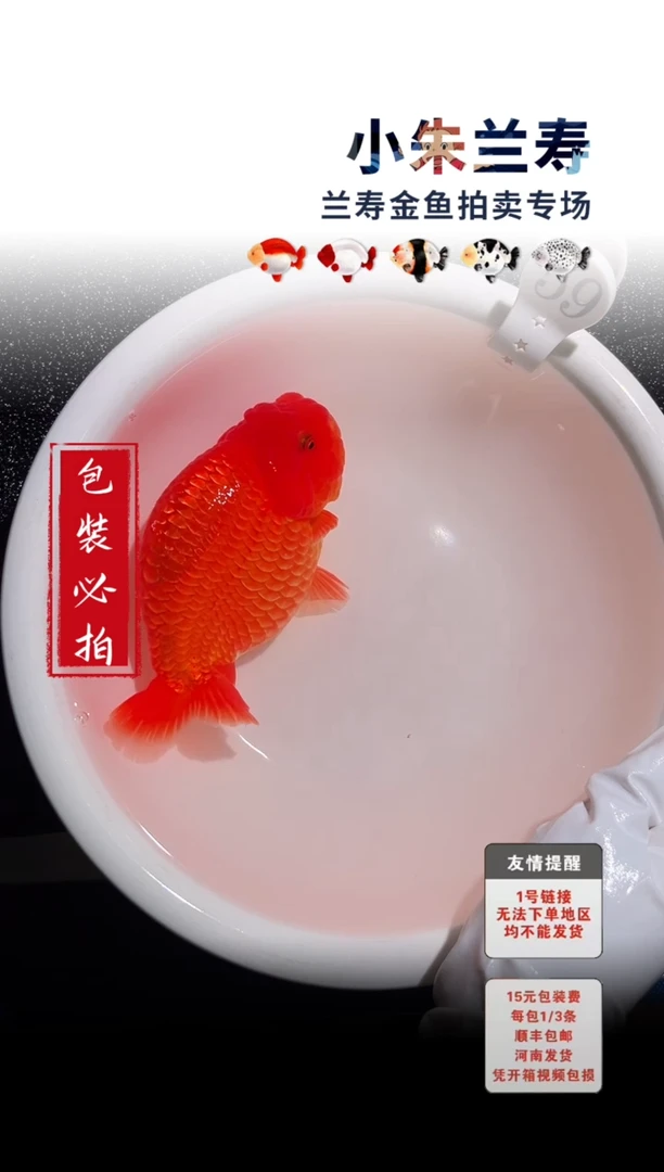 金鱼包装必拍未拍顺丰到付59号