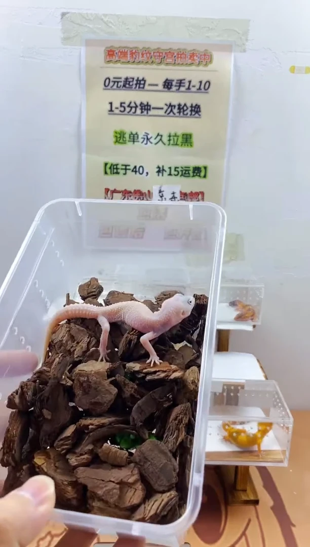 豹纹守宫豹纹守宫幼苗亚成体成体肥尾