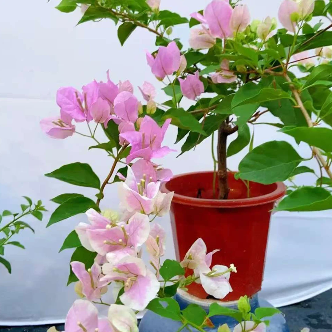 三角梅-----广红樱