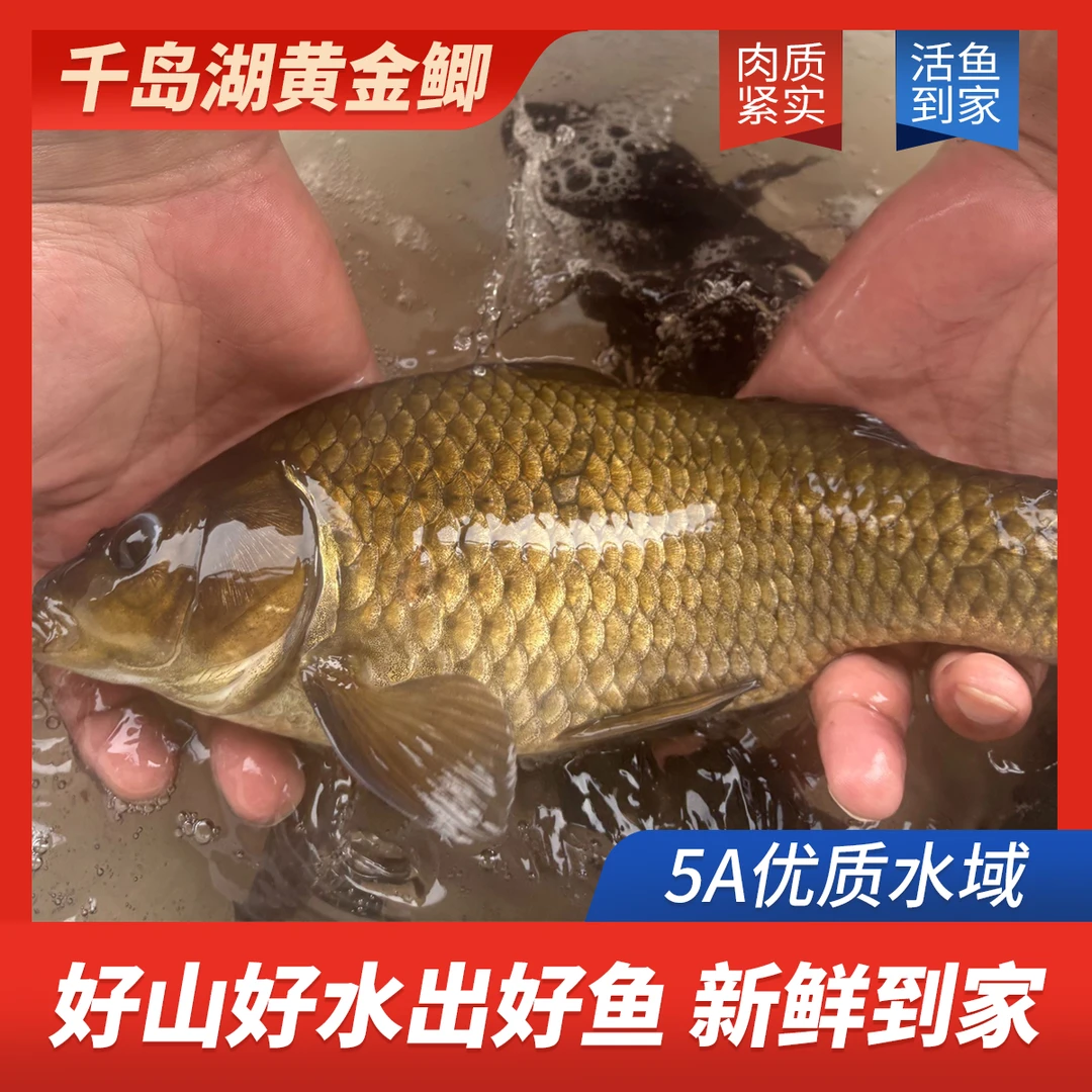 【大鲫鱼】千岛湖黄金大鲫鱼肉质鲜嫩红烧炖汤活鱼现捕捞现发货顺丰活鱼送到家