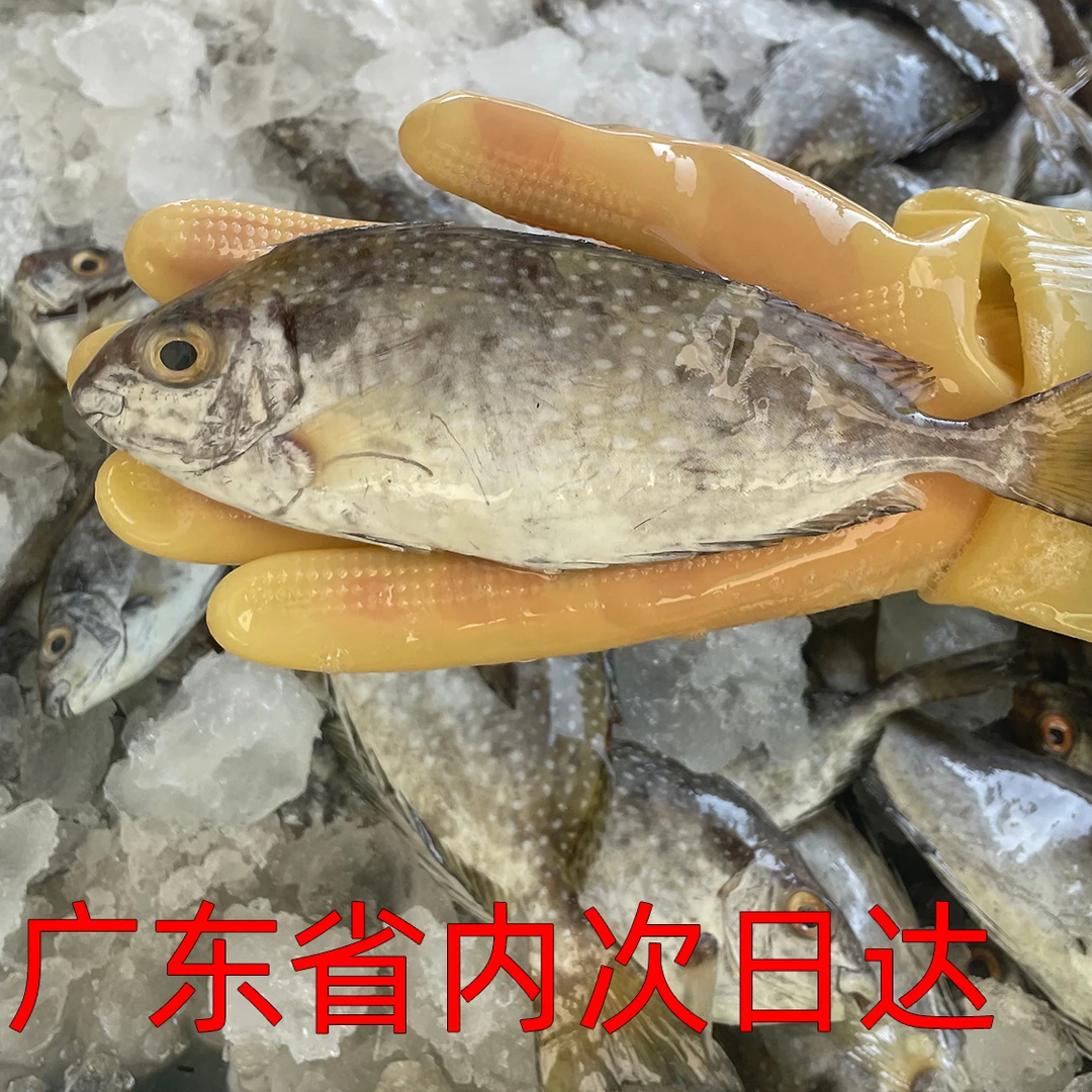 鬼婆仔鱼泥猛鱼海鲜鲜活阳江闸坡水产深海天然鲜活鸡婆仔鱼3斤5斤