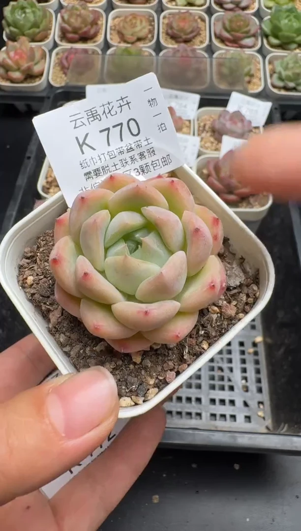 770K云禹多肉植物 带盆土纸巾打包 当天拍3颗包邮