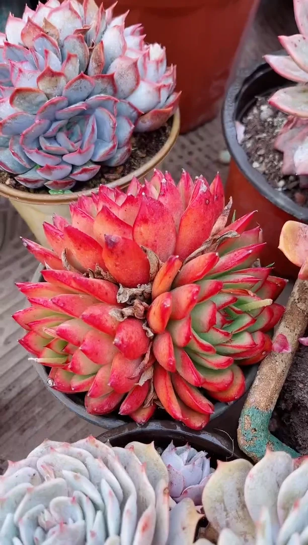 【闪购商品】04375