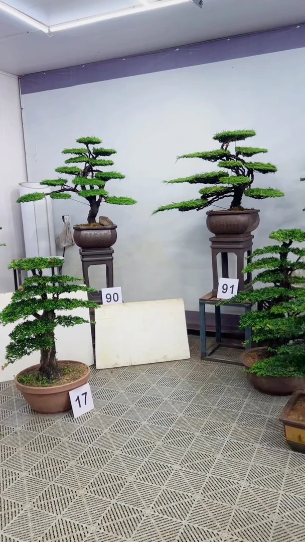 无花朵用****3造型盆景一物一拍