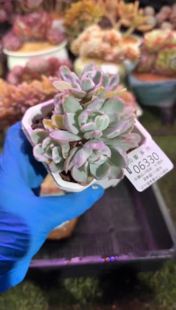 【闪购商品】06330