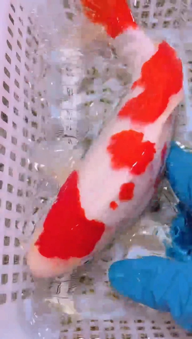 锦鲤冷水观赏鱼全场包邮4