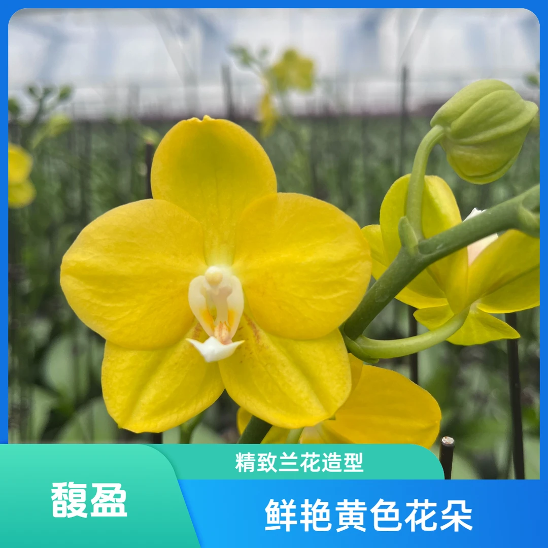 北京北郎中甄选｜精品蝴蝶兰· 星光（3.5寸）次日达