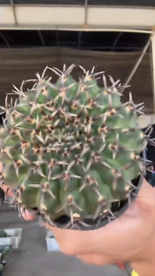 W**好黑刺凤头19.99配货看图