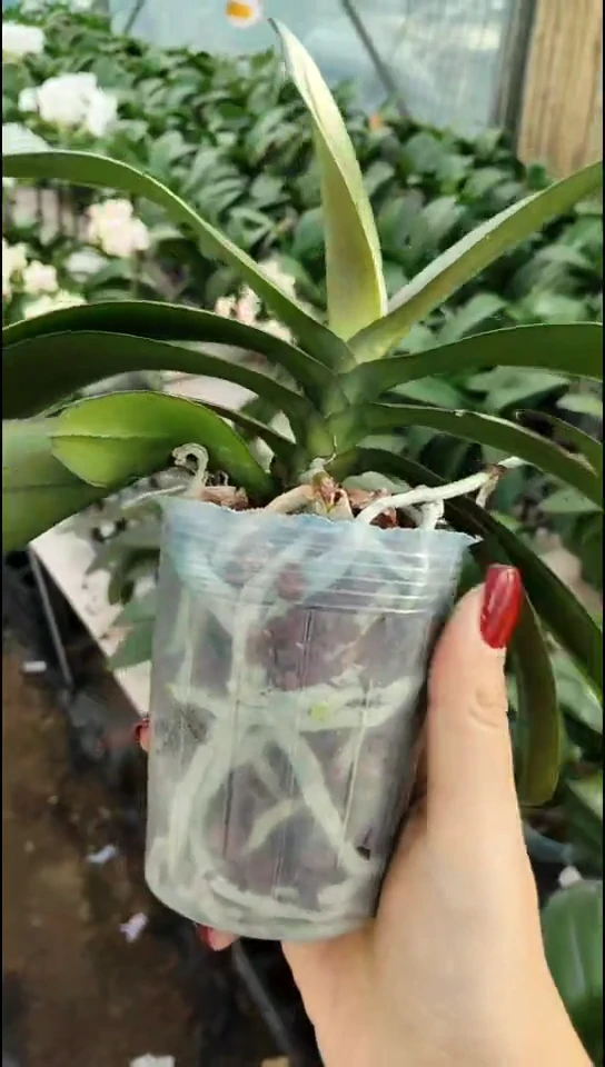 完全开放罗马情人 正价苗 闪购