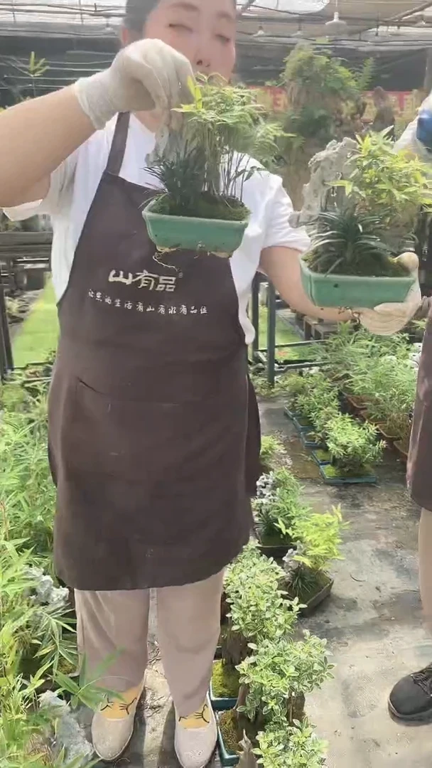 无花朵BL13 冰裂 附石竹