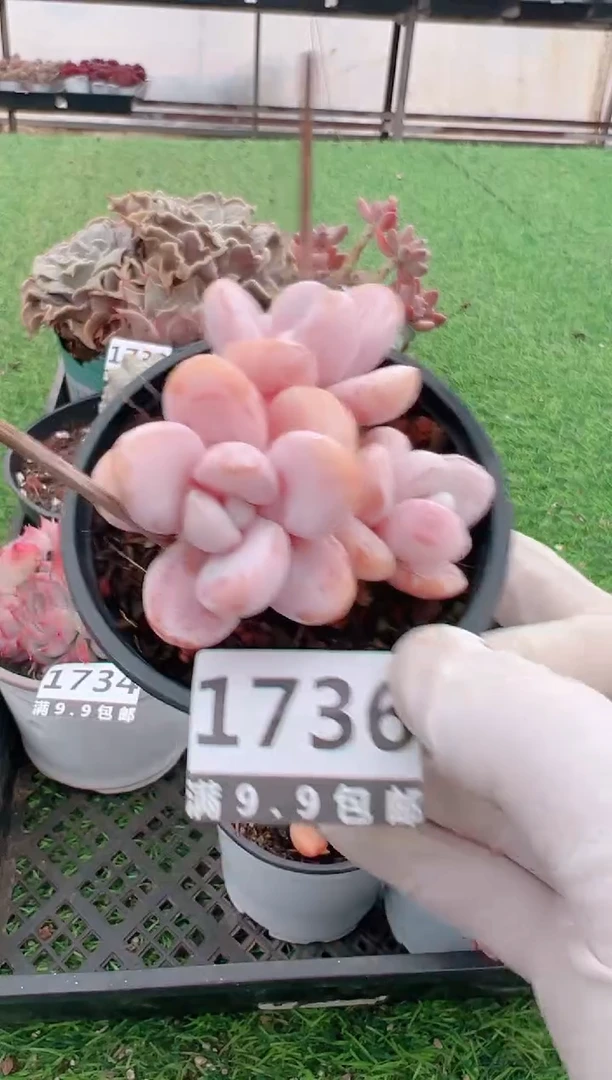 【闪购商品】信福多肉一物一拍