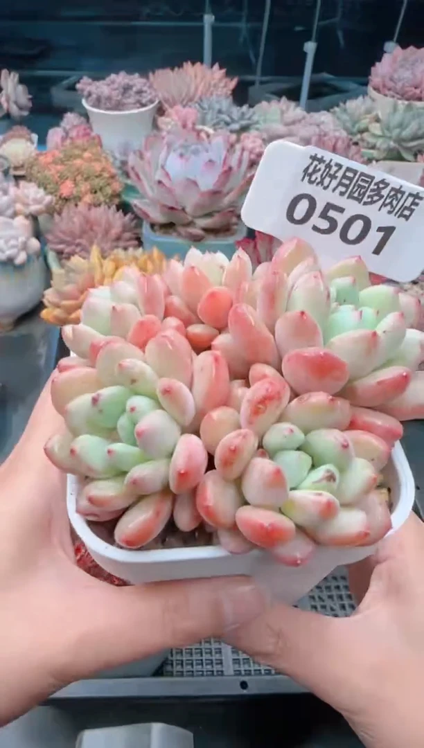 【闪购商品】0501.