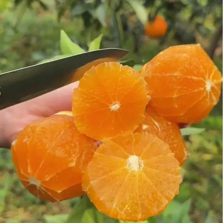 正宗赣南脐橙产地直发不催熟新鲜采摘当季水果水分充足江西橙