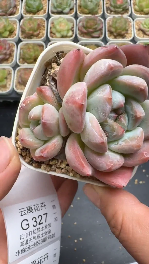 326G云禹多肉植物 脱土纸巾打包 3颗包邮