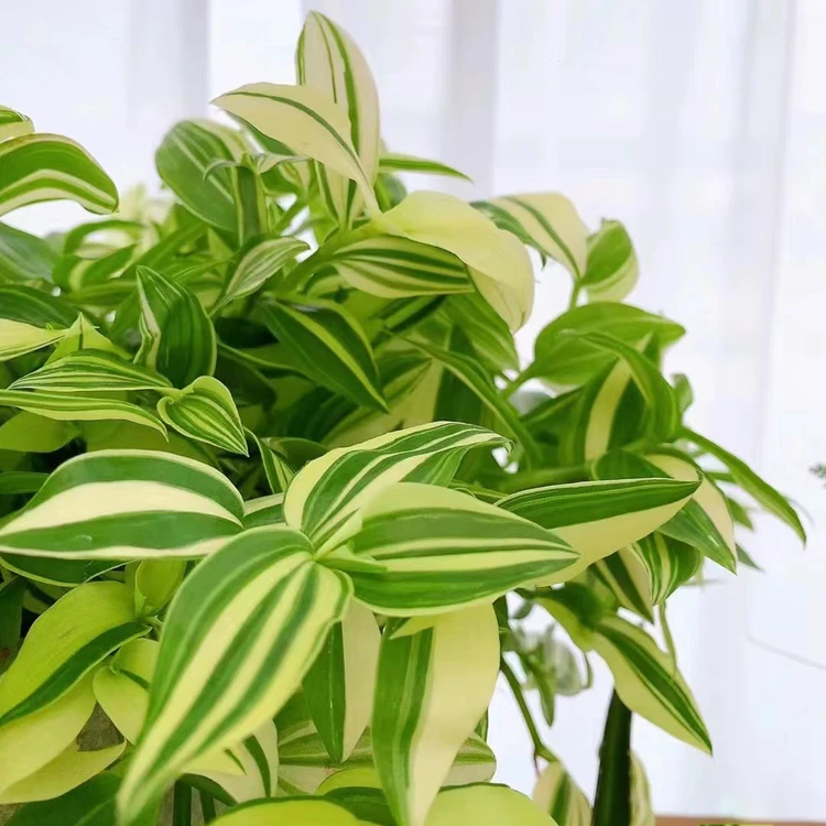 青白玉油画吊兰鸭舌兰卧室客厅净化懒人观叶植物阳台特级盆栽绿植