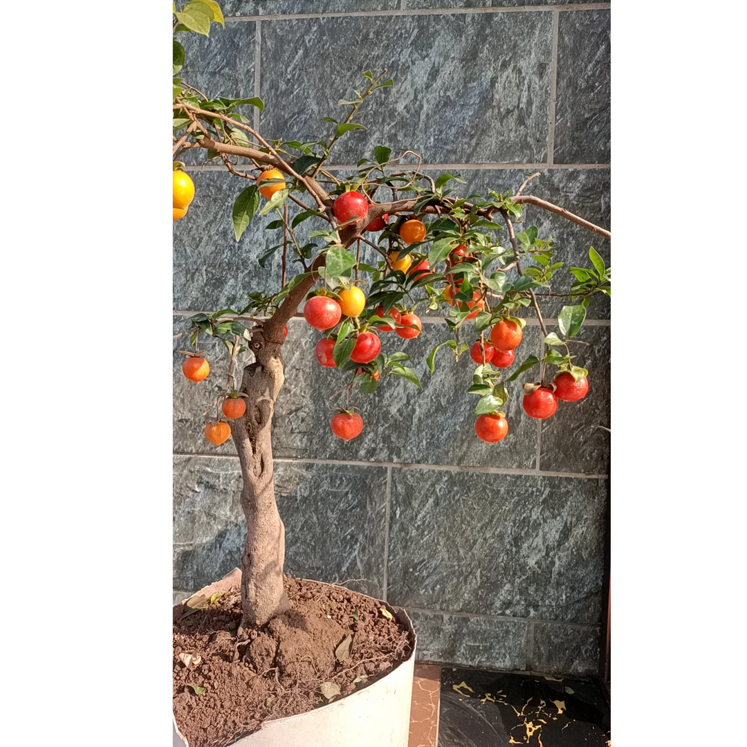 金弹子盆景老桩精品川派盆栽