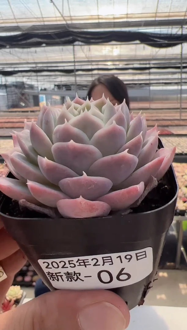 【闪购商品】新款多肉-2