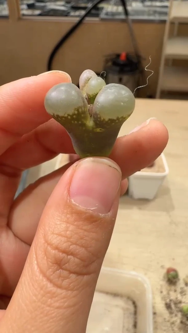 20-3多肉植物肉锥