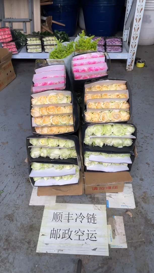 白雪山20枝+香槟20枝+洛神20枝+黄莺