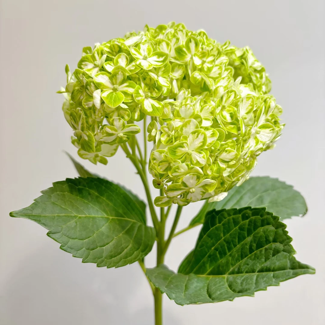 【买一送一】国产花叶翡翠绣球花   云南基地鲜花   家养    水养