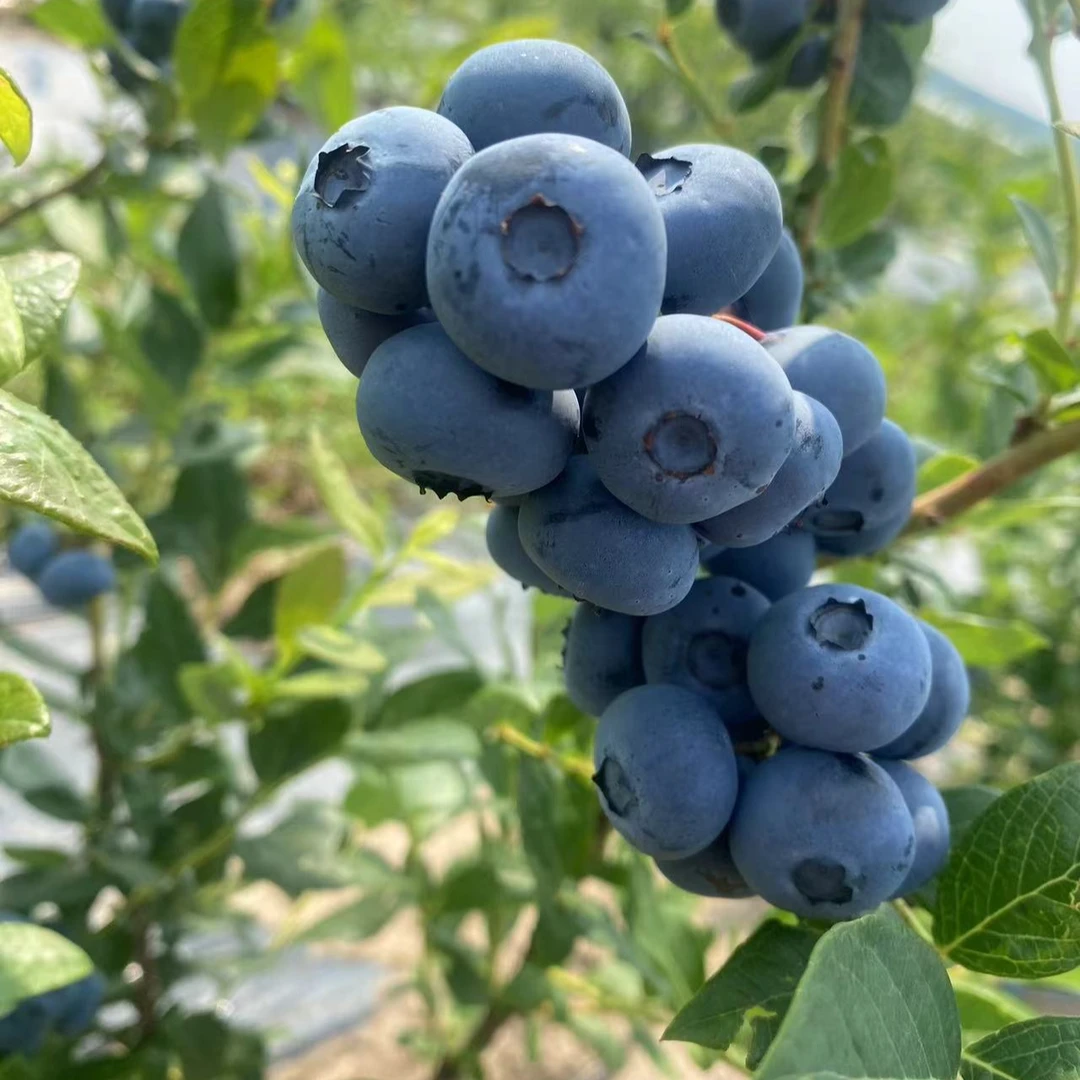 【顺丰包邮】德雷珀蓝莓现摘现发脆甜爆汁
