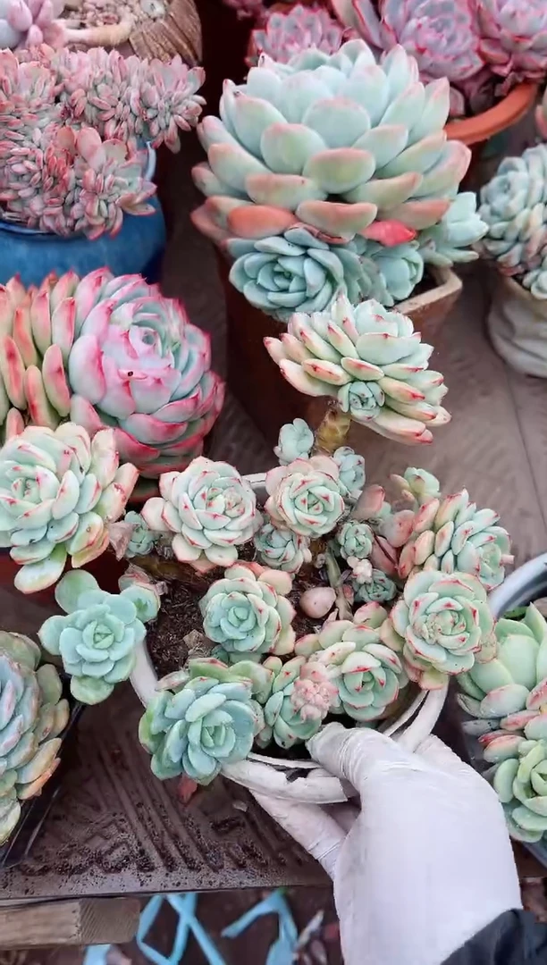 【闪购商品】07273