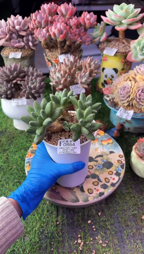 昆明印象多肉0864