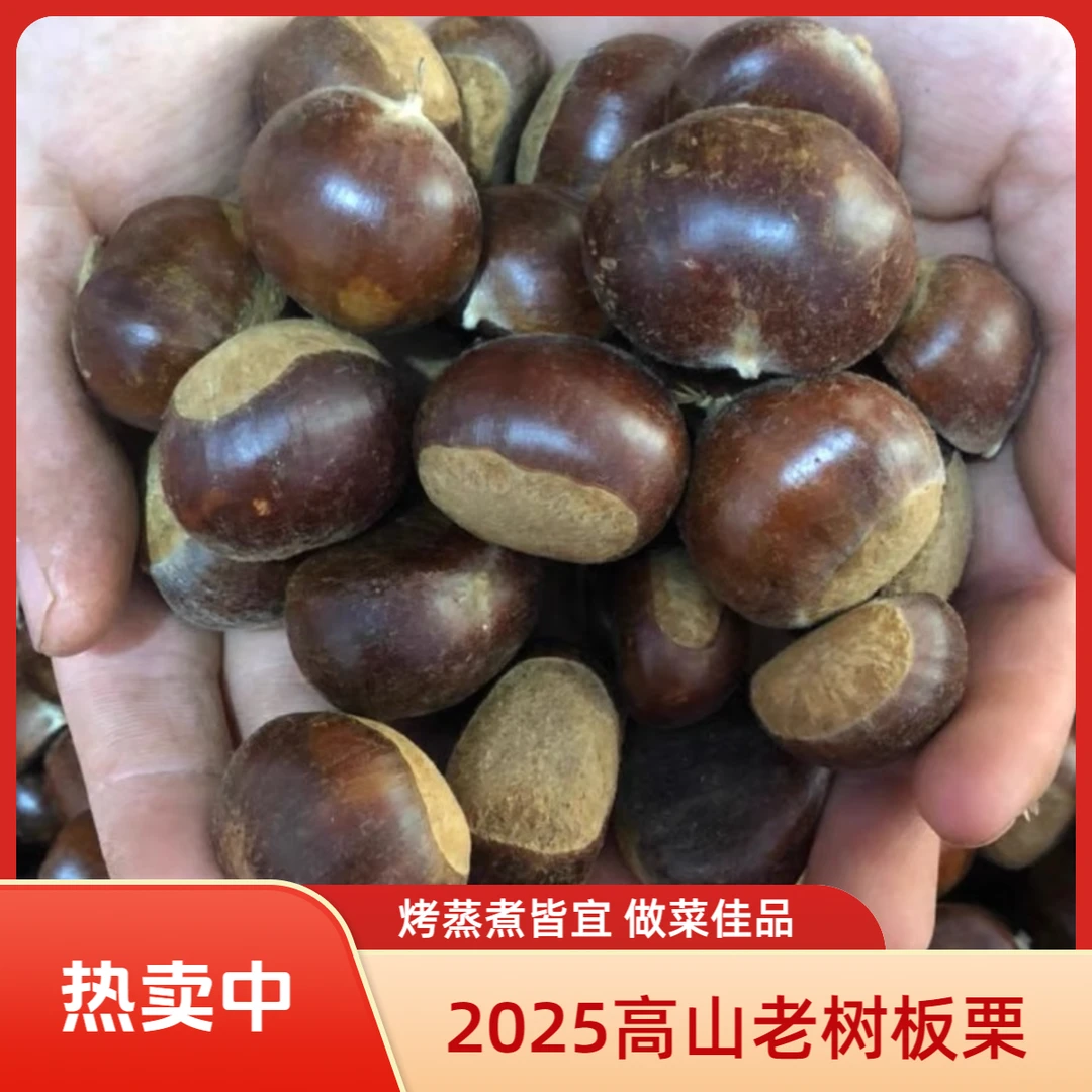 【推荐油栗大果】山东高山老树油栗新鲜薄皮毛栗子油栗子通板栗新鲜