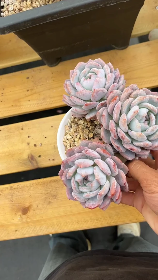 石榴籽星影